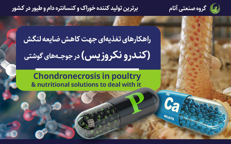 کندرونکروزیس در طیور و راهکارهای تغذیهای مقابله با آن